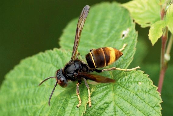 Frelon asiatique sur une feuille