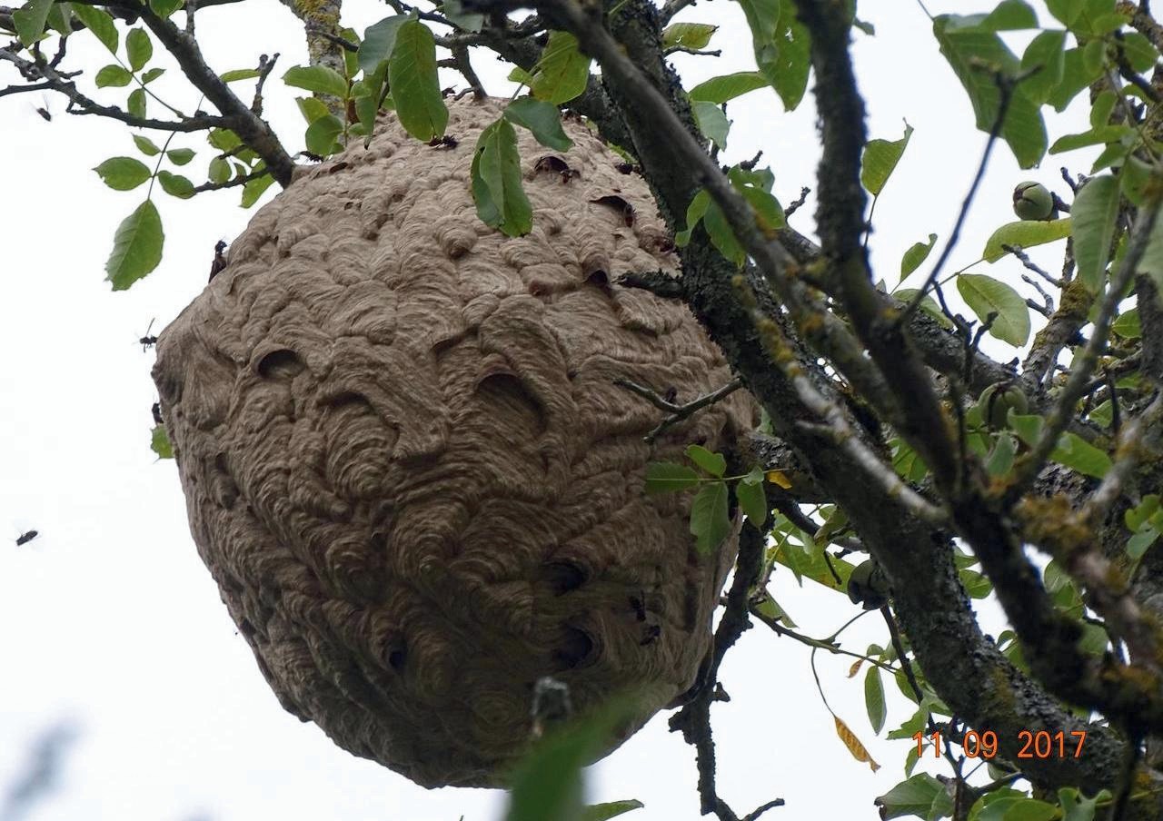 Nid de frelons dans un arbre